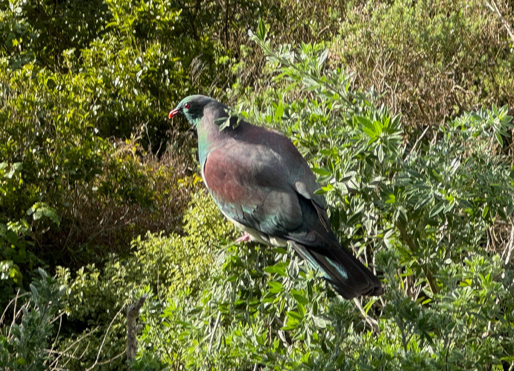 Kereru in bush