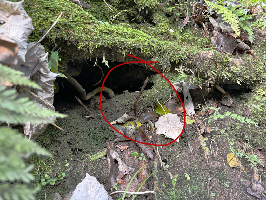 Kiwi burrow