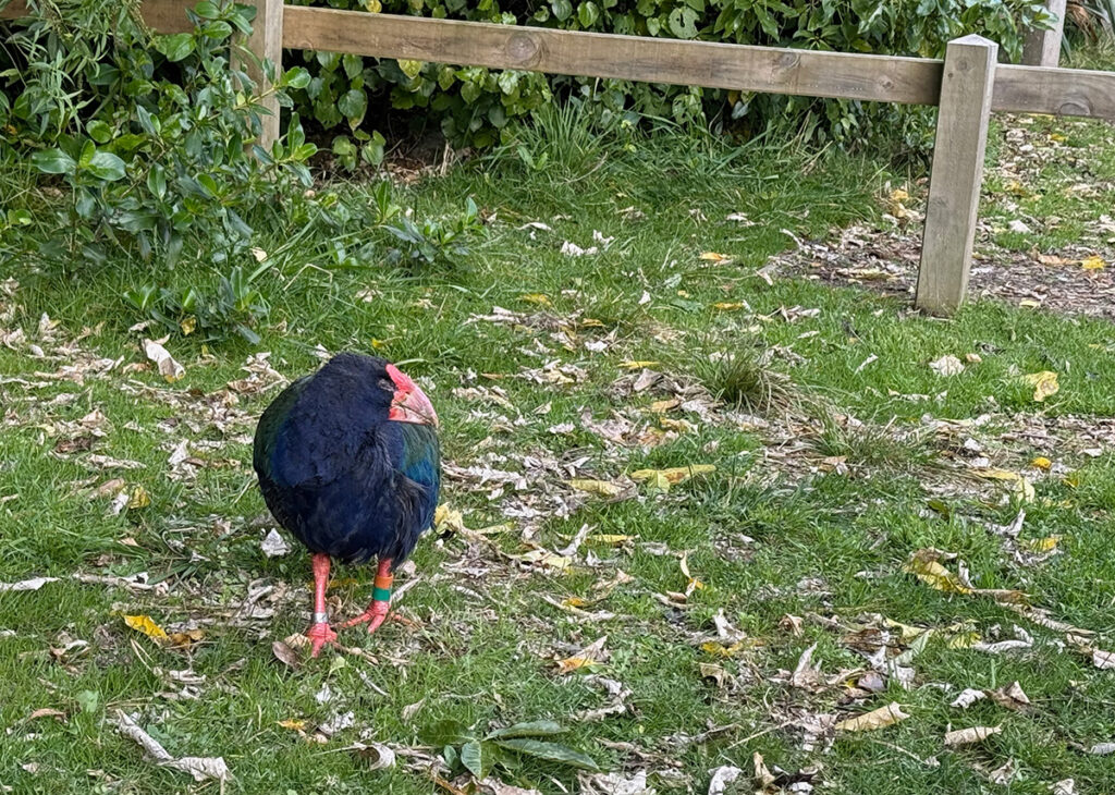 Orbell the takahe