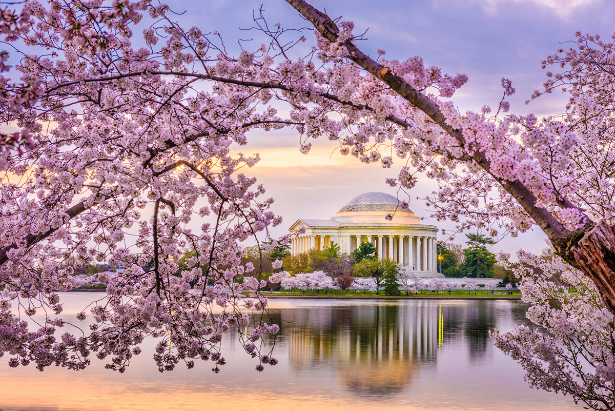 Where (and when) to see Cherry Blossoms in Washington DC