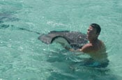 Stingray feeding frenzy in the Cayman Islands